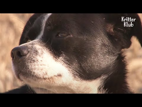 Video: Kan hundar bli kärlekssjuka?