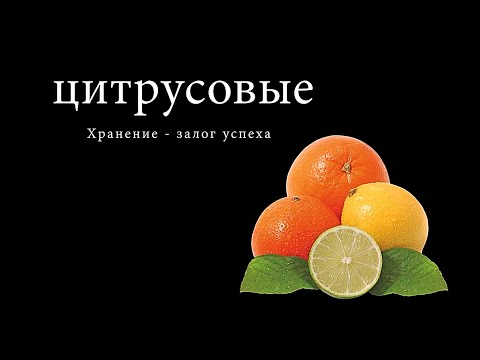 Хранение - залог успеха - цитрусовые