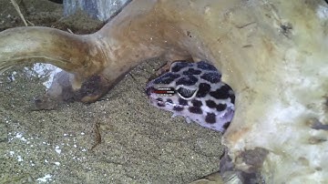 Epic Battle - Gecko vs Grasshopper