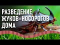 Разведение жуков-носорогов дома. Жуки-носороги.