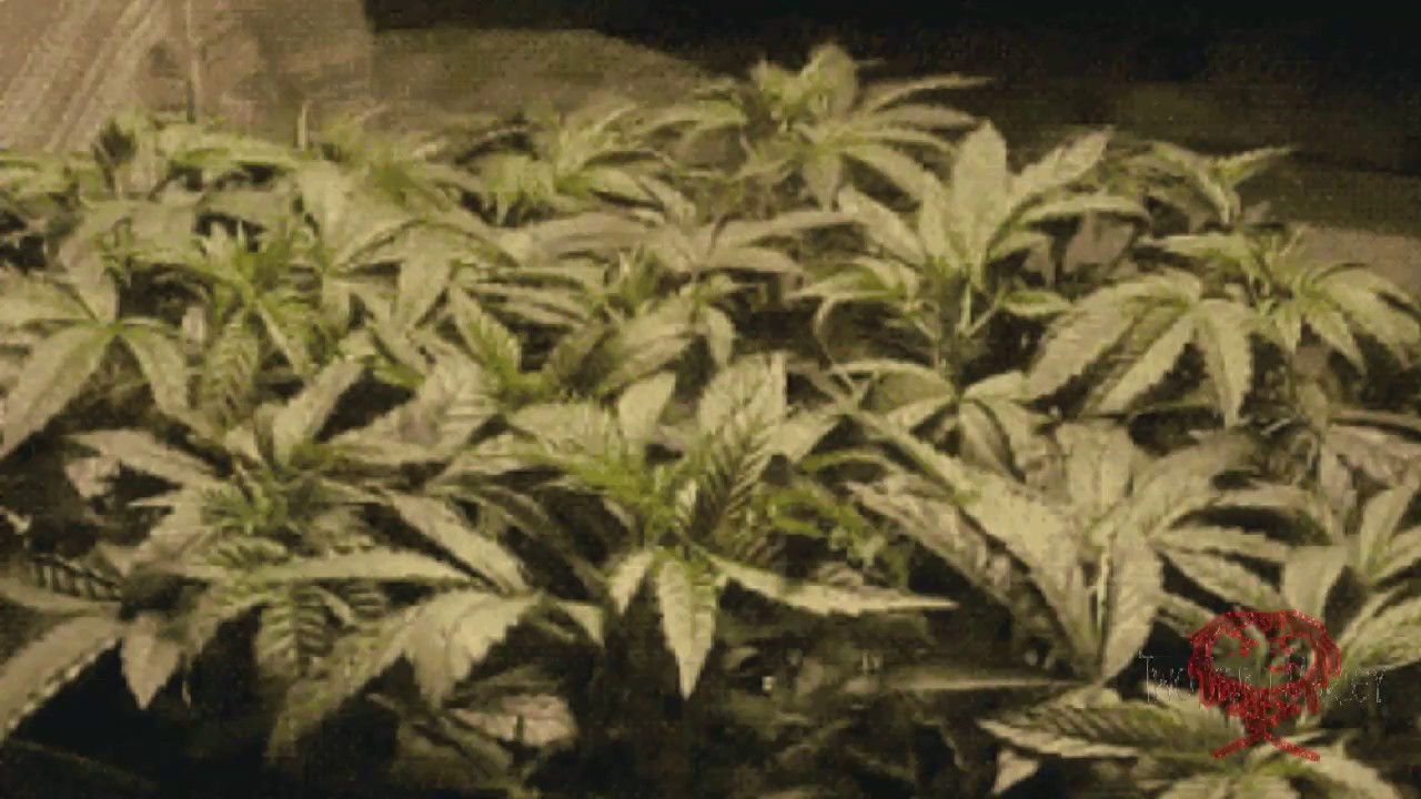 Certified Pothead - Northern Lights, NL #5, NL #7