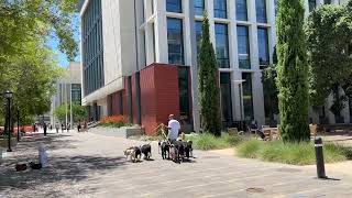 One man walks 10 dogs! screenshot 5