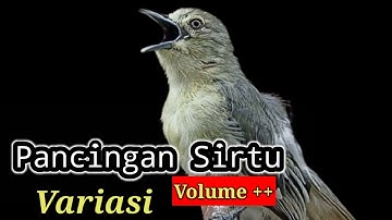 Sirtu Gacor Variasi Suara ++ Cocok Untuk Pancing Emosi