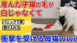 【2ch動物スレ】子猫が自分と似てなさ過ぎてパニックになる母猫