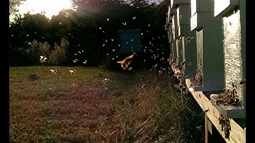 Running our 2 frame queen mating nucs through winter