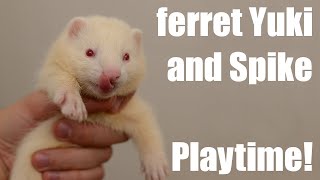 ferret Spike and puppy Yuki playtime!