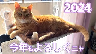 《2024》今年もよろしくお願いします【茶トラ猫つくね】 by 茶トラ猫つくね / Tsukune 231 views 3 months ago 3 minutes, 41 seconds