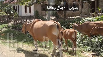 سورة الكهف من الآية (٦٠) ولغاية الآية (١١٠) بصوت ماهر المعيقلي