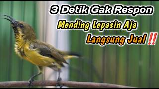 Download lagu PANCINGAN PENGGACOR SOGON TROTOL NDASI PALING JITU‼️SEKALI DENGAR SOGONMU PASTI LANGSUNG NEMBAK