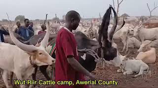 Wut-Riir Cattle Camp, Awerial County