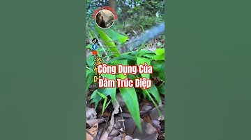 Bạn đã biết công dụng của Đàm Trúc Diệp chưa?