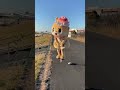 I'm doing well☆　#shorts #challenger #trend #chiitan