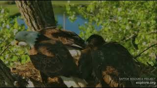 Decorah Eagles 5-20-26, 7:36 am HM2 in with long stick, HD helps, stick tango