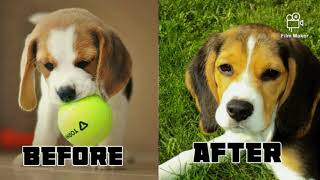 10 DOG BREEDS BEFORE AND AFTER GROWING UP |Puppy to adult HD| Niru's Petzone by Niru's Petzone 123 views 3 years ago 1 minute, 4 seconds