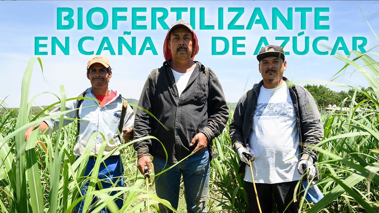 Fertilizante orgánico en caña de azúcar | Biodigestores Sistema.bio