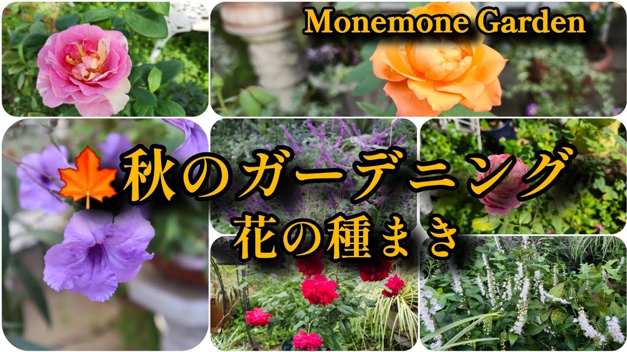 《🍁秋のガーデニング 花の種蒔き》畑の花の種蒔き、ポットにスィートピーの種蒔き☆秋は来年の春の準備がたくさん◇