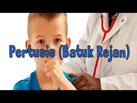 Batuk Rejan | Pertusis | Bordetella Pertussis | Sistem Pernafasan