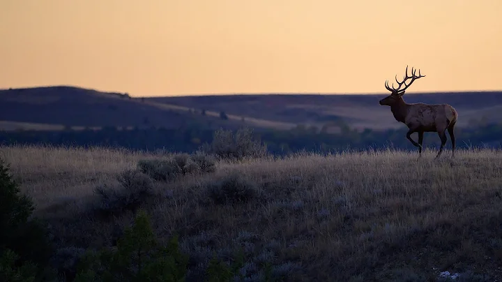 Elk Study Results - NDGF - 06-05-2025
