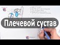 Анатомия плечевого сустава - meduniver.com