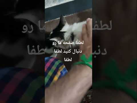 آروم آروم دارن بزرگ میشن اسم هنوز ندارن پیشنهاد اسم بدین لطفا