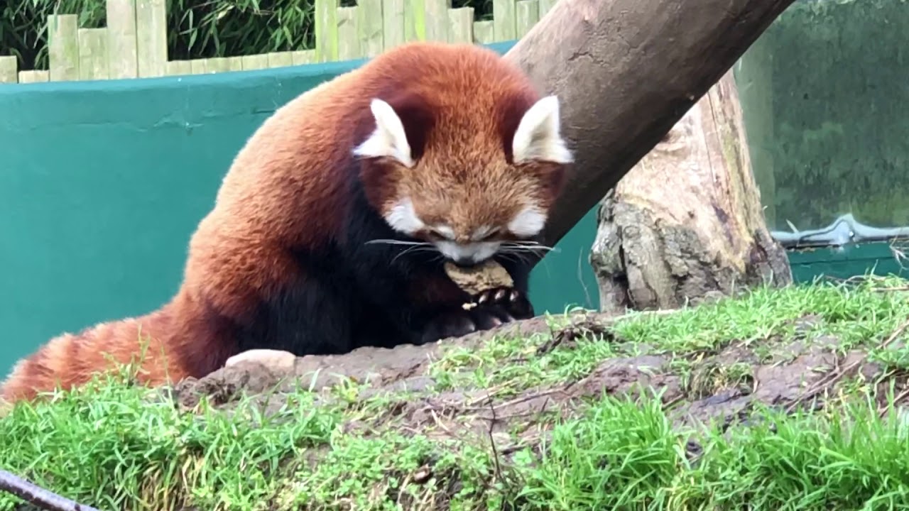 Red Panda Dublin Zoo - YouTube