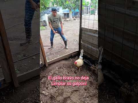 Que lo saqué, que lo saqué!; #humor #comedia #gallos #gallofino #comedy #mexico