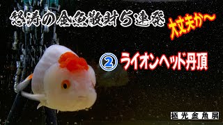 【金魚】怒涛の金魚散財5連発 ②ライオンヘッド丹頂