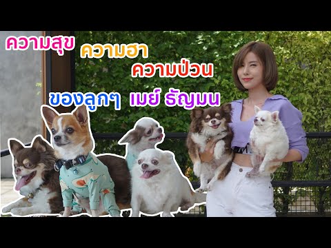 คู่หูคนดัง | เมย์ ธัญมน - แก๊งค์ชิวาวา