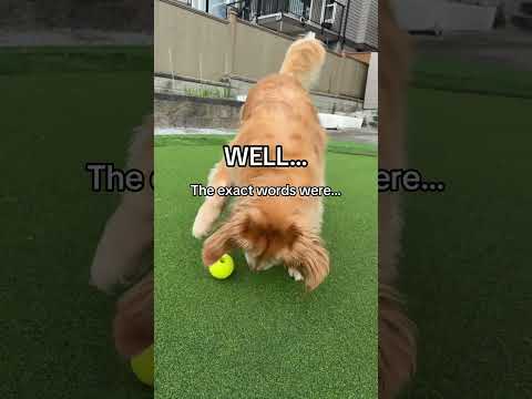 Someone said I was pretty today… the rest of the sentence is irrelevant 🙃 #funnydog #dog #dogvideos