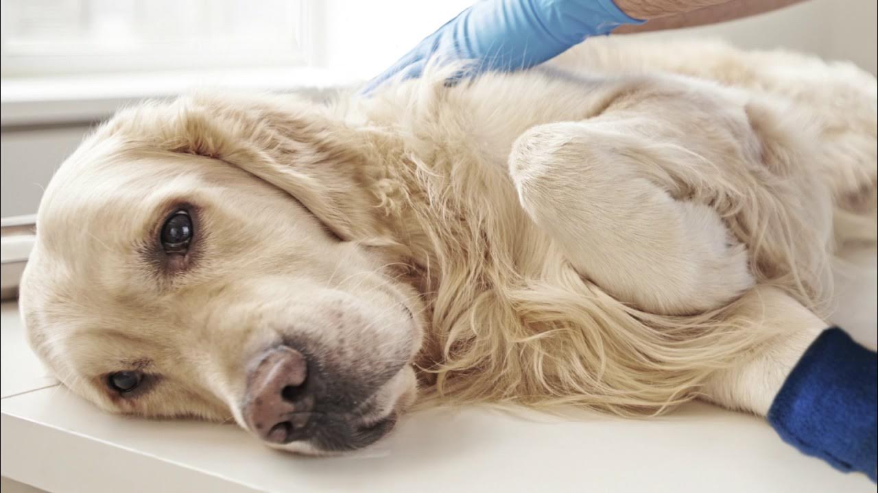 Слабость у собаки причины. Слабость у собаки причины. Угнетенная собака. Слабость у собаки причины. Синдром кушинга у собак симптомы.