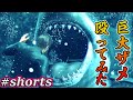 巨大ザメをぶん殴る伝説の男【龍が如く6】#shorts