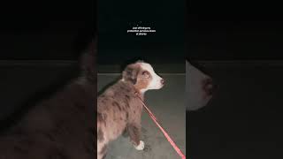 My big scary protector #aussie #personalprotectiondog #scarydog #farmdogs #guarddogs