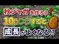 #5.【秋ジャガイモ】10月に⭕⭕すると、育ちが良くなる⁉【家庭菜園】