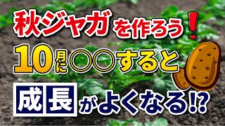 #5.【秋ジャガイモ】10月に⭕⭕すると、育ちが良くなる⁉【家庭菜園】