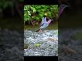 chati or kobutor ke majder kahani   ai video animal video #powerof ai  #trending #short #viralshort