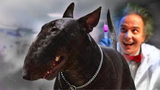 Bull Terrier is Becoming a Bizare Breed!