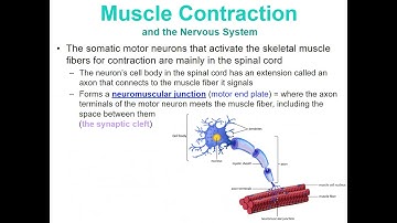 Concept 3 Notes - Muscular System - Google Slides