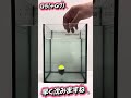 バランサー検証!【どんぐりウキ編】#shorts