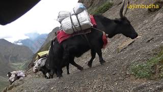 yak the name of the beauty from the himalayan paradise || Nepal || dolpa || lajimbudha ||