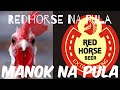 REDHORSE NA PULA LYRICS | MANOK NA PULA | ANOTHER WOMEN IN LOVE PARODY