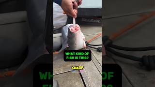 “The Surprising Feature of a Living Fossil Fish! 😲” #information #education #fact #fish #interesting