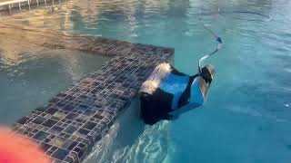 Pool Robot Dolphin Nautilus CC Supreme Pool Cleaner Youtube
