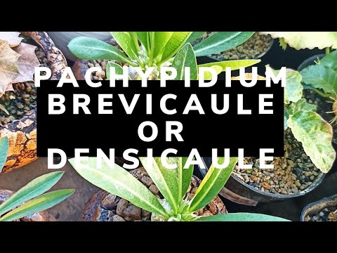 Pachypodium Brevicaule or
