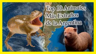Top 10 Animales Más Extraños De La Argentina