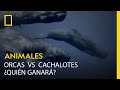 Orcas contra cachalotes ¿quién ganará? |LOS MÁS PELIGROSOS DE ÁFRICA | NATIONAL GEOGRAPHIC ESPAÑA