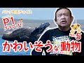 【ベスト5】かわいそうな動物【P1グランプリ】