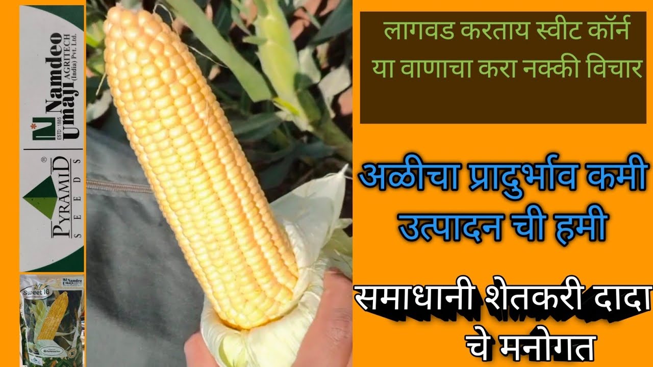 स्वीट १६ च उत्तम पर्याय|अळीचा प्रादुर्भाव कमी,रोगाप्रति सशक्त|उत्पन्न नंबर १#farming#agriculture 