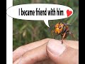 Japanese beekeeper explains the ecology of giant hornet.