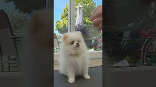 Ring A Bell   A Cute Puppy Trick