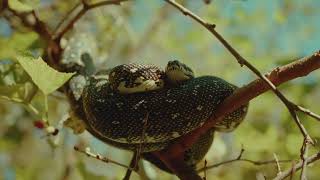 Finding a snake in a tree - BMPCC 6k + Sigma 18-35mm w Cineprint 16mm